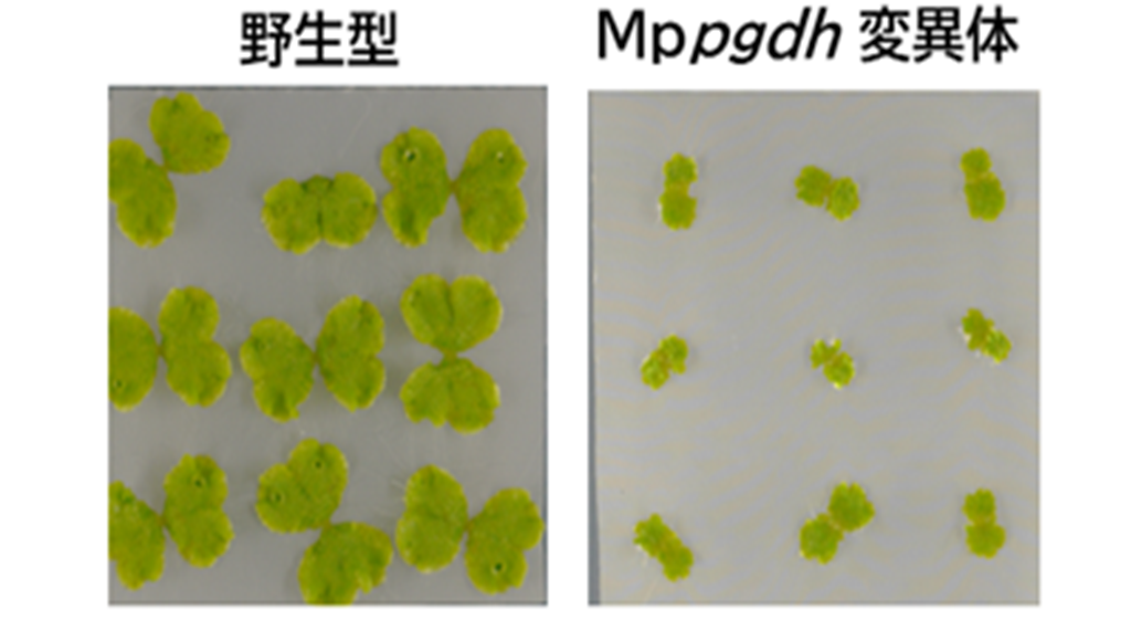 アミノ酸セリンの隠された生理機能－非維管束植物ゼニゴケの有性生殖に必須なことを解明－