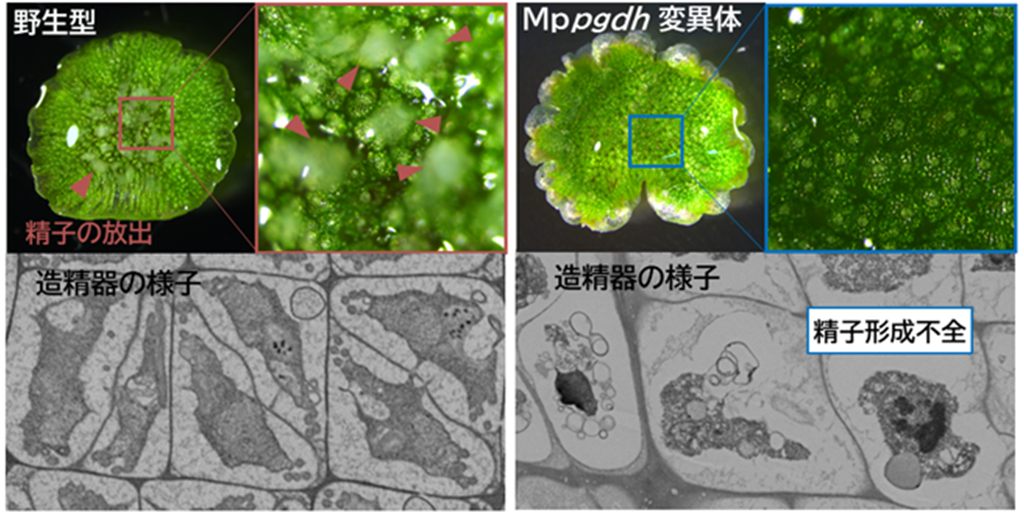 アミノ酸セリンの隠された生理機能－非維管束植物ゼニゴケの有性生殖に必須なことを解明－