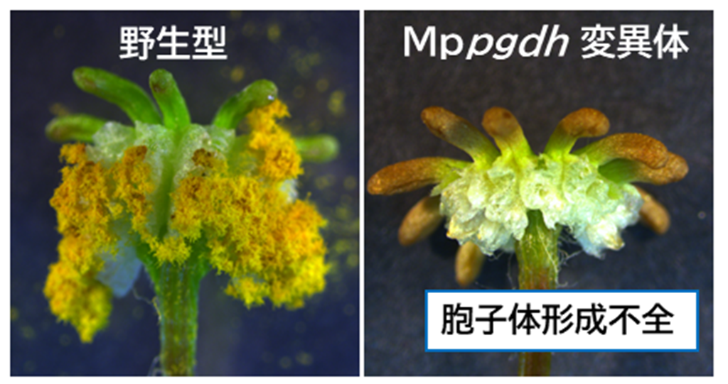 アミノ酸セリンの隠された生理機能－非維管束植物ゼニゴケの有性生殖に必須なことを解明－