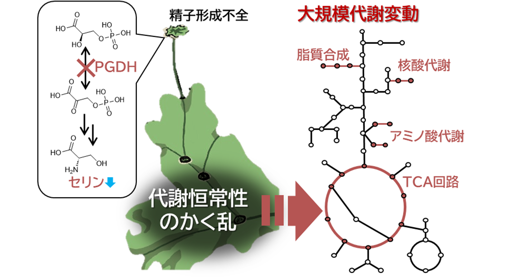 アミノ酸セリンの隠された生理機能－非維管束植物ゼニゴケの有性生殖に必須なことを解明－