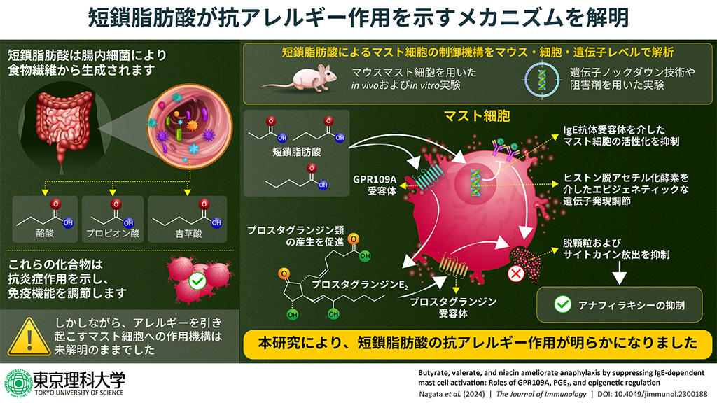 短鎖脂肪酸がアレルギーを抑制する作用機構を解明～アレルギーに対する食物繊維の有効性を分子レベルで実証～