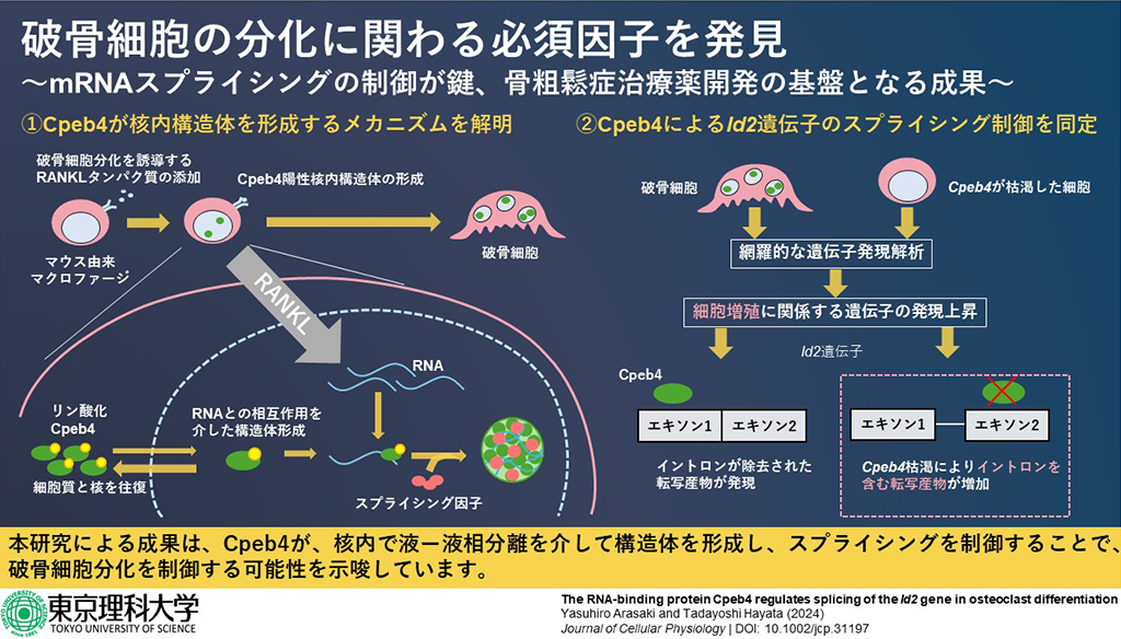破骨細胞の分化に関わる必須因子を発見~mRNAスプライシングの制御が鍵、骨粗鬆症治療薬開発の基盤となる成果~