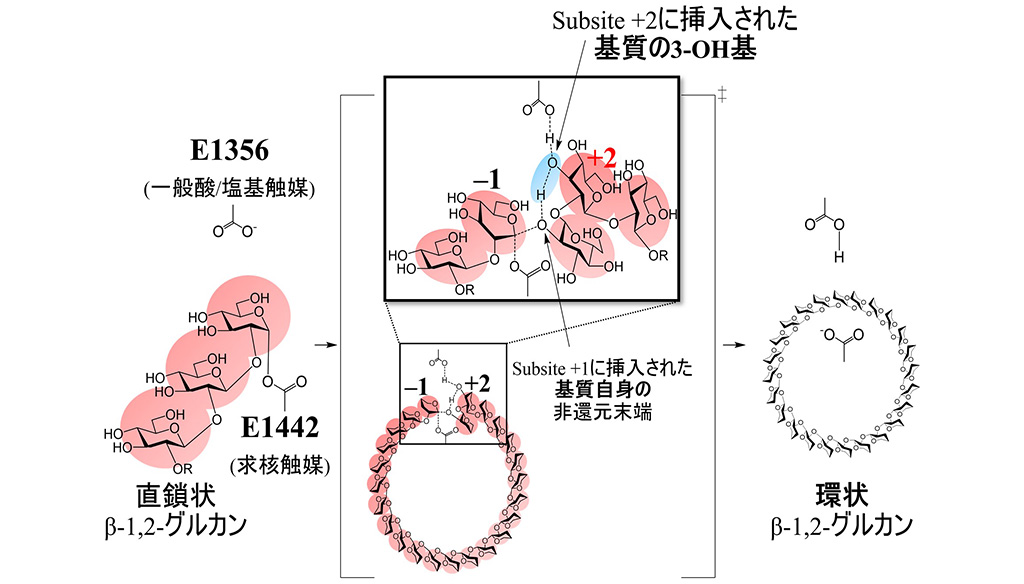 β-1,2-グルカンの環化に関わるメカニズムを解明～生理学的に重要な環状β-1,2-グルカン研究の進展に寄与～