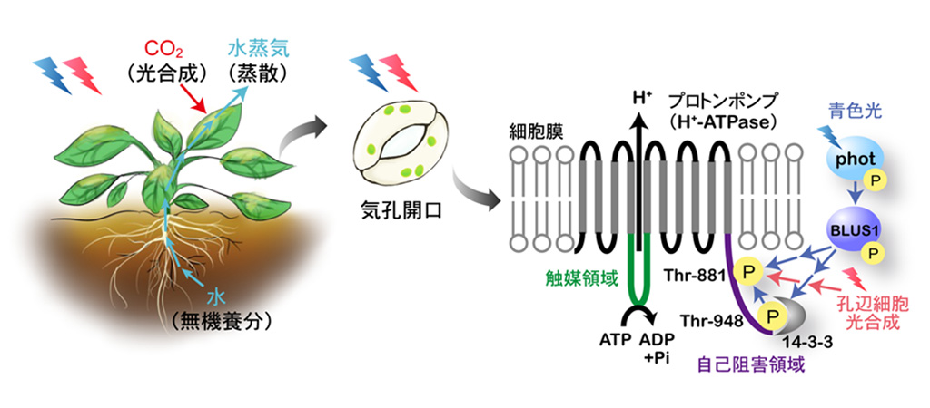 光によってプロトンポンプが活性化し、気孔が開くしくみを解明−高いCO2吸収力をもつ植物の開発に期待−