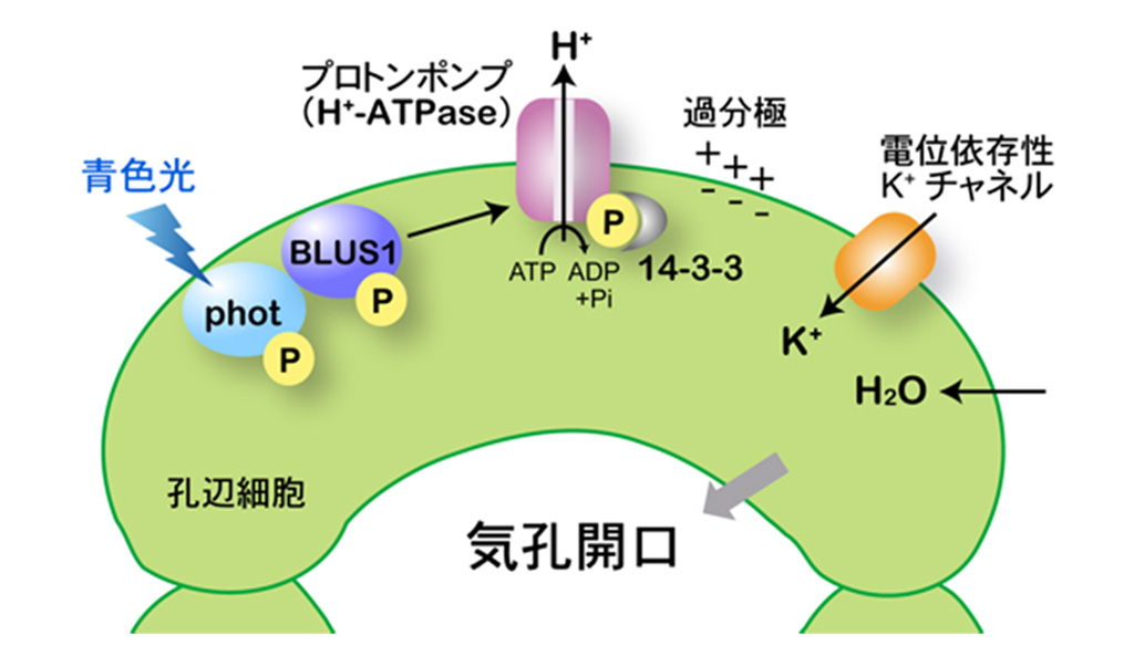 光によってプロトンポンプが活性化し、気孔が開くしくみを解明−高いCO2吸収力をもつ植物の開発に期待−