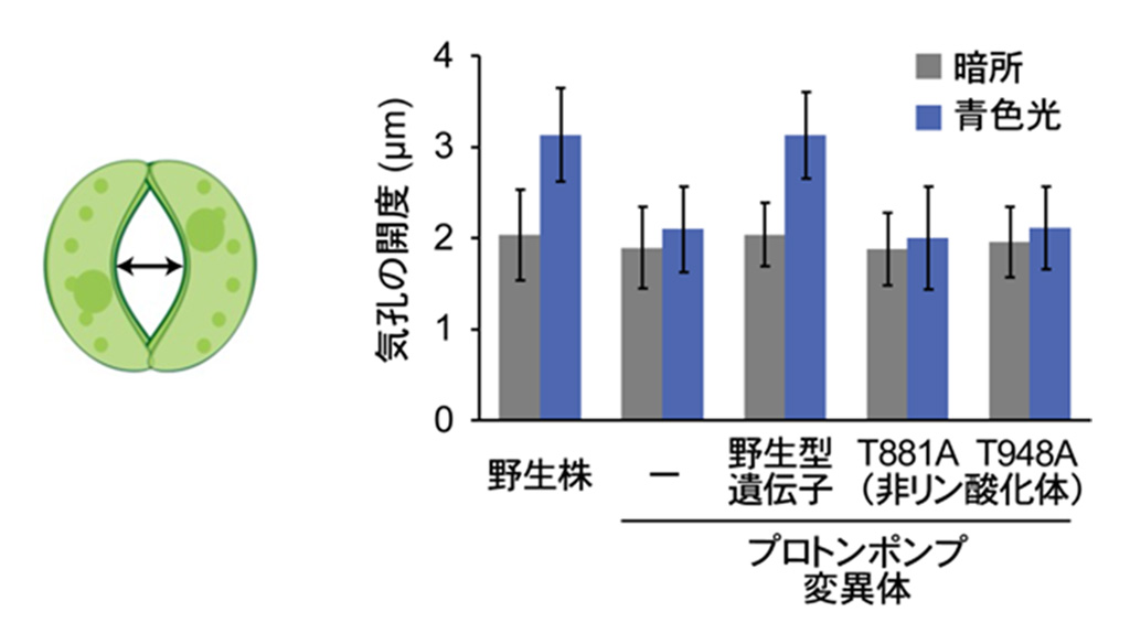 光によってプロトンポンプが活性化し、気孔が開くしくみを解明−高いCO2吸収力をもつ植物の開発に期待−