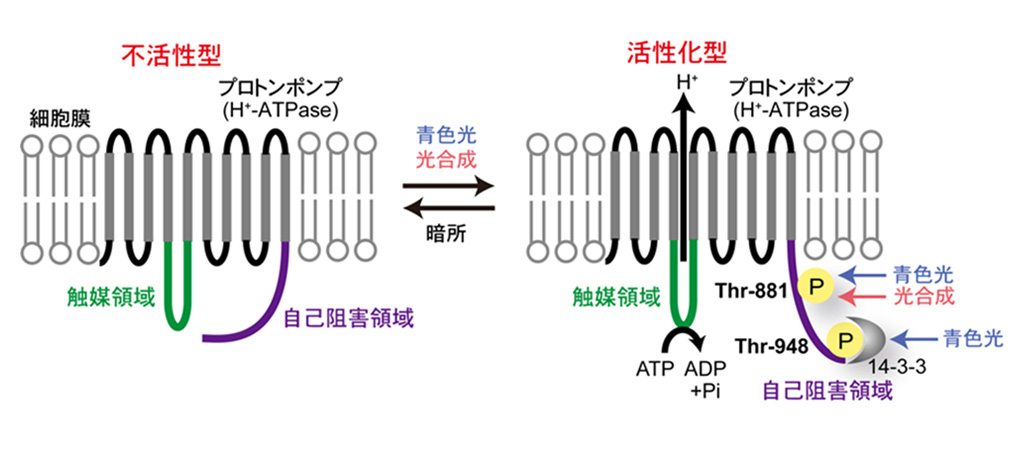 光によってプロトンポンプが活性化し、気孔が開くしくみを解明−高いCO2吸収力をもつ植物の開発に期待−