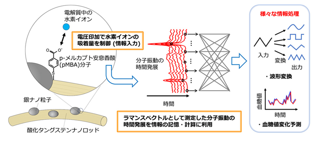 たった数個の有機分子が情報を記憶・計算して血糖値変化を高精度予測〜分子振動を利用した小型AIデバイスの開発とその動作実証〜