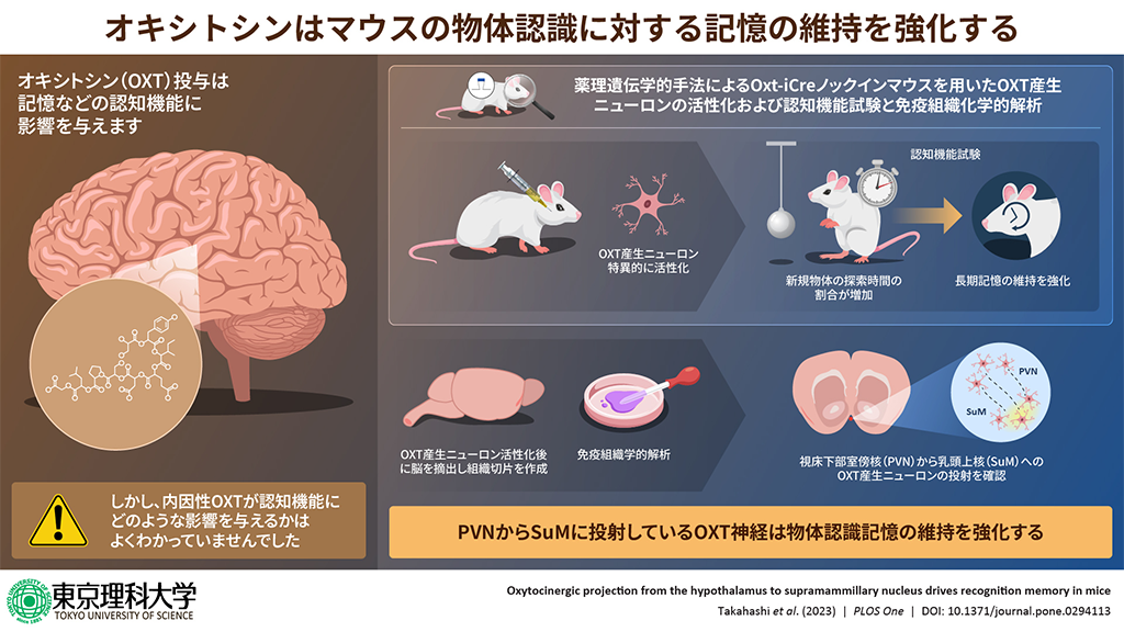 認知機能亢進作用に対する内因性オキシトシンの影響を神経回路レベルで解明～認知症治療の新たな道を切り拓く～