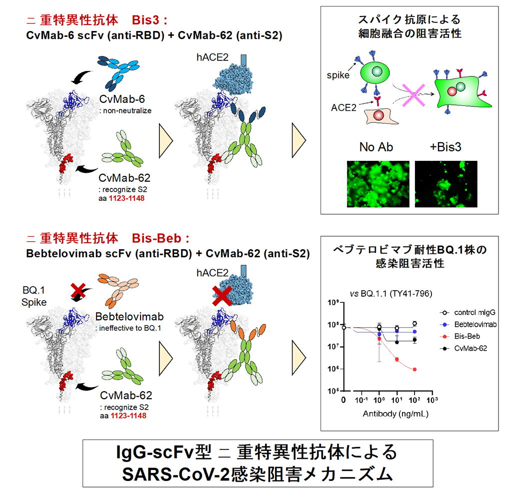 SARS-CoV-2変異株の免疫回避を克服する抗体の開発に成功～ワクチン・抗体医薬耐性克服への新たな戦略～