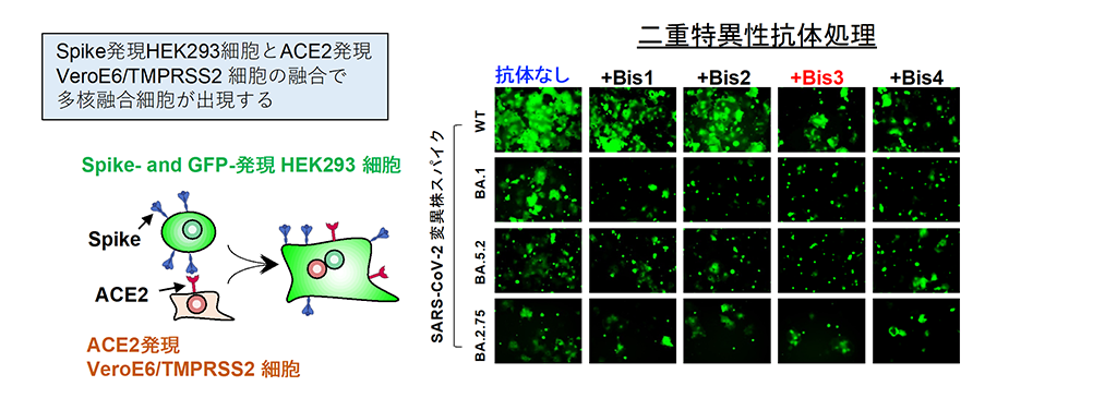 SARS-CoV-2変異株の免疫回避を克服する抗体の開発に成功～ワクチン・抗体医薬耐性克服への新たな戦略～