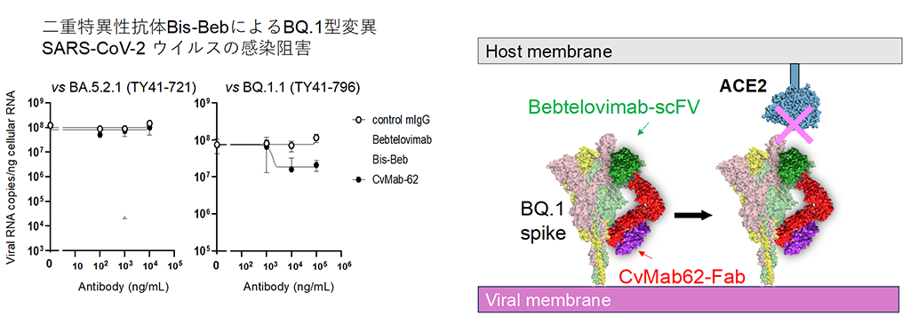 SARS-CoV-2変異株の免疫回避を克服する抗体の開発に成功～ワクチン・抗体医薬耐性克服への新たな戦略～