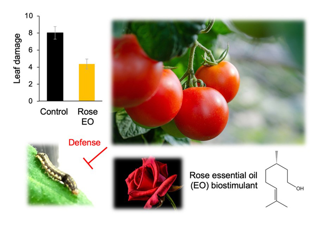 ローズ精油を利用したトマトの害虫防御技術を開発～害虫抵抗性を高めるだけでなく、天敵の誘引作用も～
