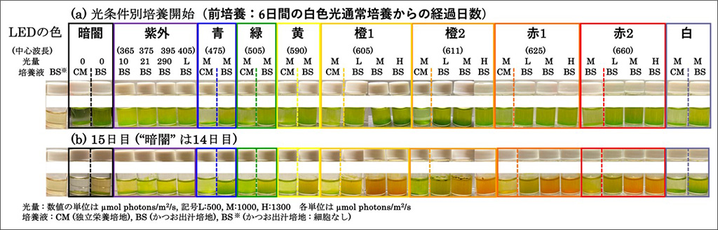 「ミドリムシを赤色化する手法を開発、鍵は『かつお出汁』と強い赤色光」～遺伝子改変を伴わないプロセス、微細藻類ユーグレナの食品利用拡大につながる知見～