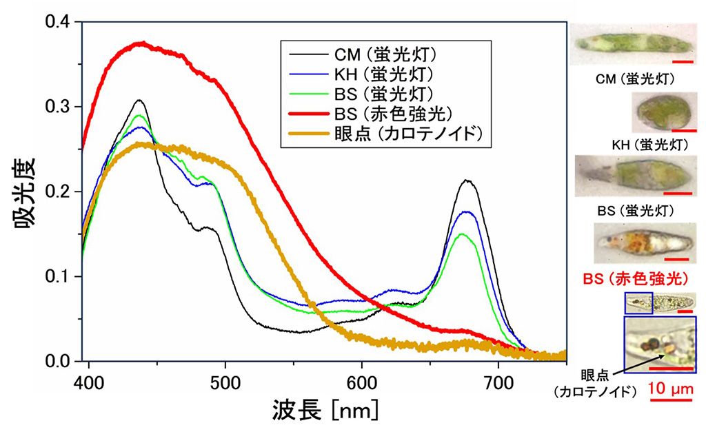 「ミドリムシを赤色化する手法を開発、鍵は『かつお出汁』と強い赤色光」～遺伝子改変を伴わないプロセス、微細藻類ユーグレナの食品利用拡大につながる知見～
