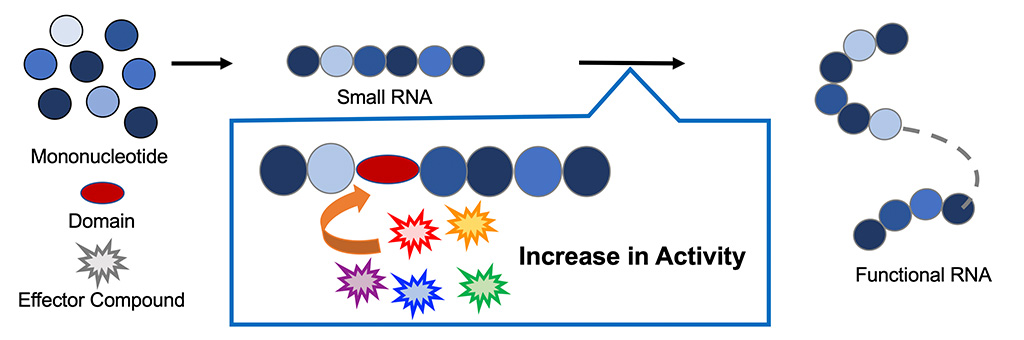 RNAワールド仮説の中核をなすリボザイムの生成を実験的に検証～ATPとアミノ酸によって活性を制御できるアロステリックリボザイムを開発～