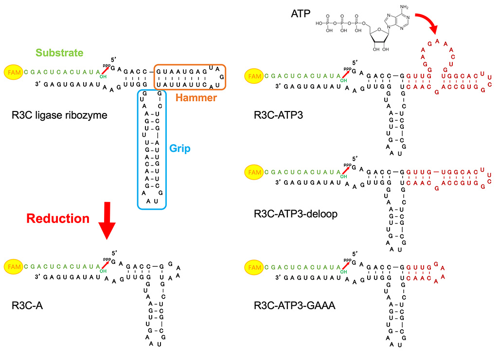 RNAワールド仮説の中核をなすリボザイムの生成を実験的に検証～ATPとアミノ酸によって活性を制御できるアロステリックリボザイムを開発～