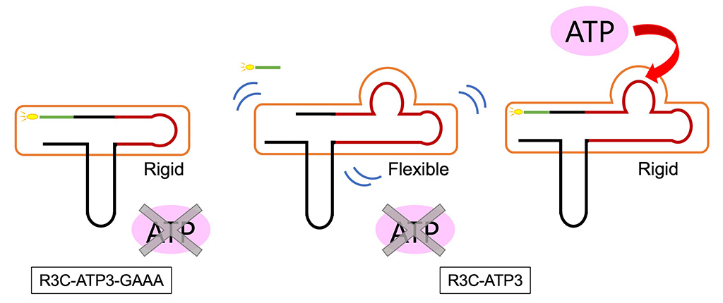 RNAワールド仮説の中核をなすリボザイムの生成を実験的に検証～ATPとアミノ酸によって活性を制御できるアロステリックリボザイムを開発～