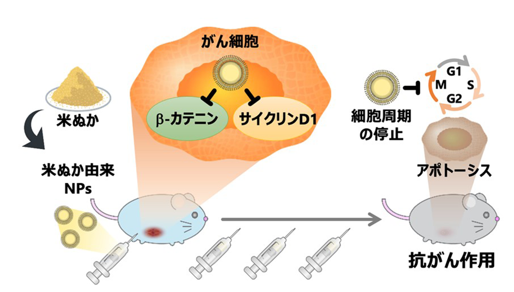 米ぬか由来ナノ粒子の抗がん作用を確認～未利用資源を原料とした安価で安全なナノ粒子製剤開発に期待～