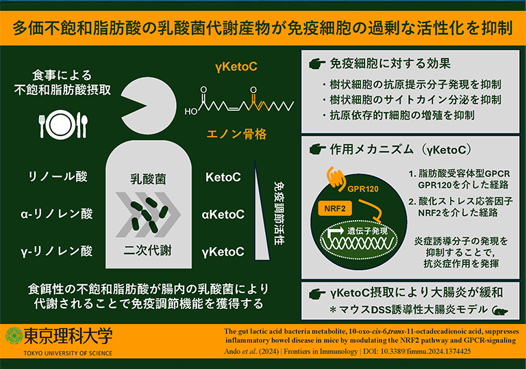 腸内乳酸菌による脂肪酸代謝産物が抗炎症作用を示し炎症性腸疾患を緩和することを明らかに～食用油に由来する成分の効能を遺伝子、細胞、個体レベルで解析～