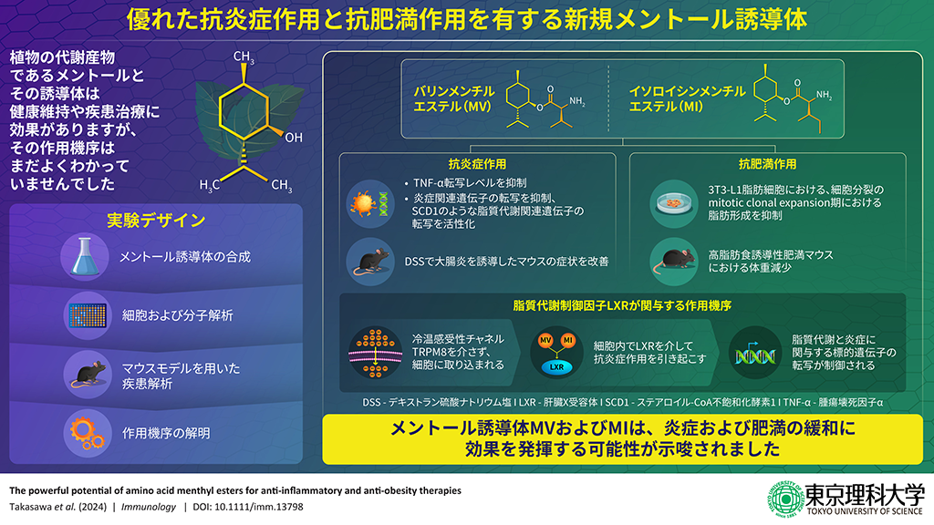 抗炎症・抗肥満作用を有するメントール誘導体を開発〜脂質代謝制御因子に作用、メントールとは異なる機序で炎症を抑制〜