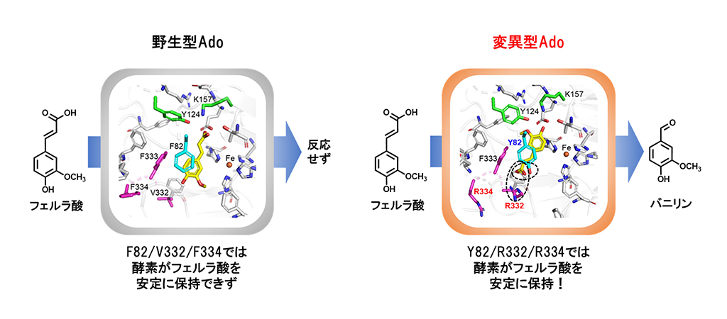 バニラの甘い香り成分を生成する酵素を開発～農産廃棄物由来の化合物から室温で簡便に合成可能～