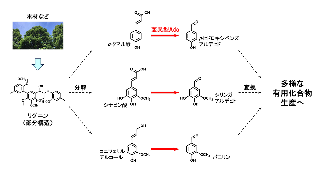 バニラの甘い香り成分を生成する酵素を開発～農産廃棄物由来の化合物から室温で簡便に合成可能～