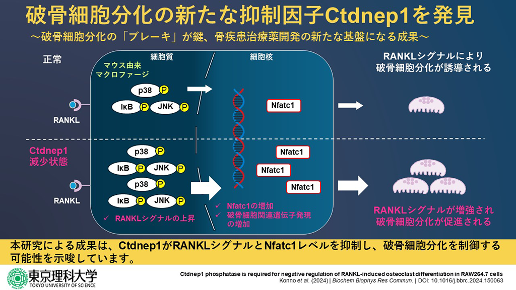脱リン酸化酵素Ctdnep1 が破骨細胞の分化を抑制する～骨疾患の新たな治療戦略開発に向けて～