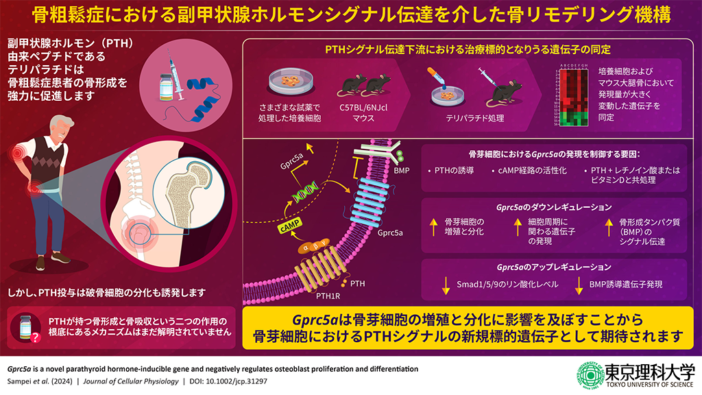 骨粗鬆症治療薬の新規ターゲット遺伝子を発見～副甲状腺ホルモンを介した薬理作用の一端を解明～