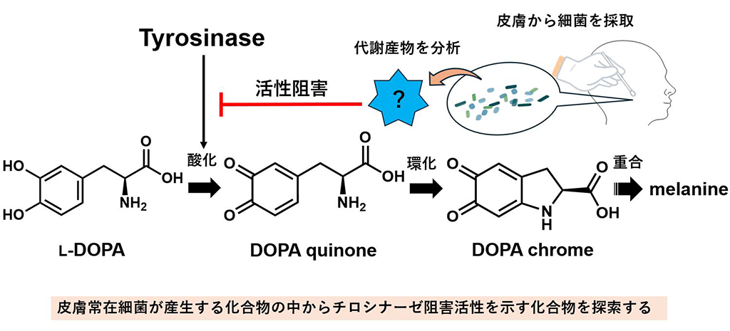 ヒトの皮膚常在菌からチロシナーゼ阻害活性を示す化合物を発見~メラニン生成を抑制する安全性の高い化粧品原料の開発に寄与~