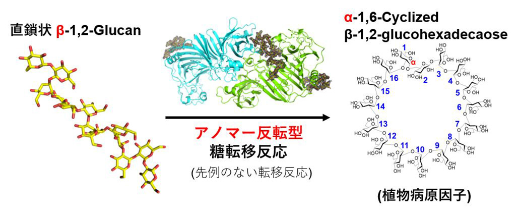 糖質加水分解酵素群の100年を超える研究の歴史の中で初めて見つかった糖転移反応～植物に対する病原性因子の環状糖を合成するアノマー反転型糖転移反応の発見～