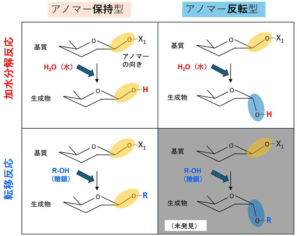 糖質加水分解酵素群の100年を超える研究の歴史の中で初めて見つかった糖転移反応～植物に対する病原性因子の環状糖を合成するアノマー反転型糖転移反応の発見～
