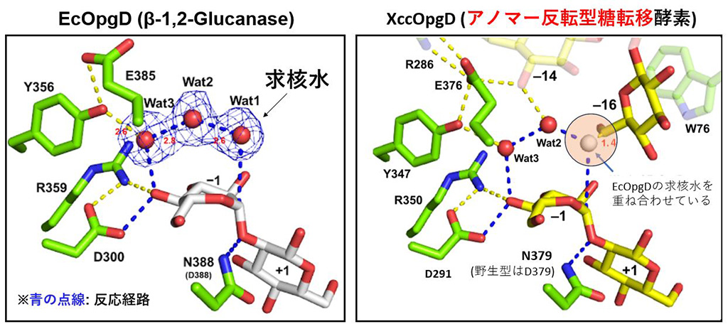 糖質加水分解酵素群の100年を超える研究の歴史の中で初めて見つかった糖転移反応～植物に対する病原性因子の環状糖を合成するアノマー反転型糖転移反応の発見～