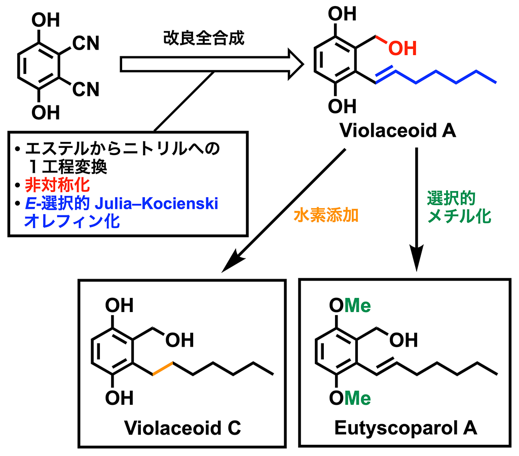 ユーチスコパロールAとビオールアセオイドCの全合成を達成～薬学応用に向けた生理活性の解明に大きく前進～