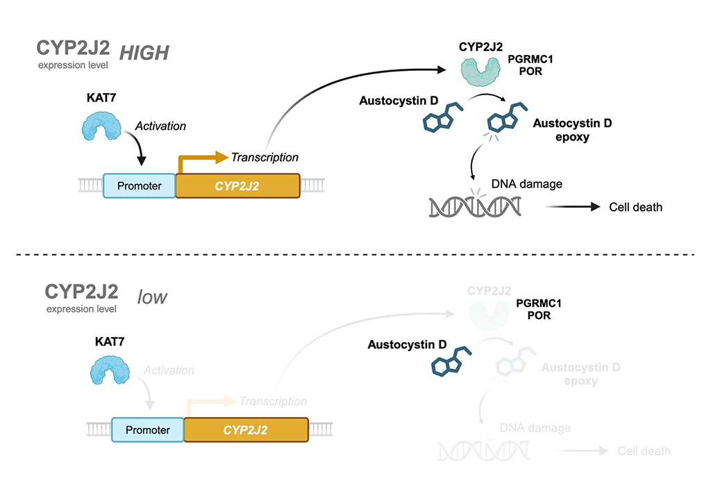 天然化合物 austocystin D ががん細胞に対して選択的に毒性を発揮するメカニズムを解明~新規抗がん薬の開発に向けて~