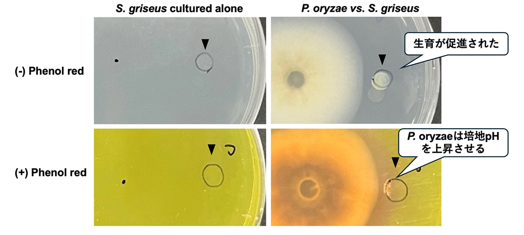 イネいもち病菌はポリアミンの産生を通じて放線菌の増殖を促進する~生物間相互作用を利用した新たな防除法開発に期待~