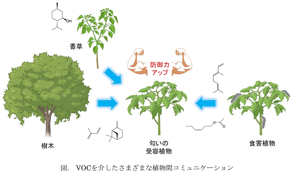 植物における匂い(VOC)の作用と認識メカニズムに迫る~環境にやさしく持続可能な農業・園芸技術の実現に大きく貢献~