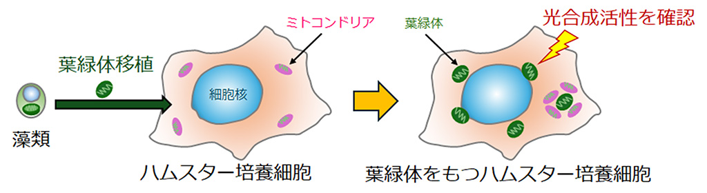 光合成活性を持つ葉緑体を動物細胞に移植することに成功――光合成可能な動物細胞作製の突破口を開く――