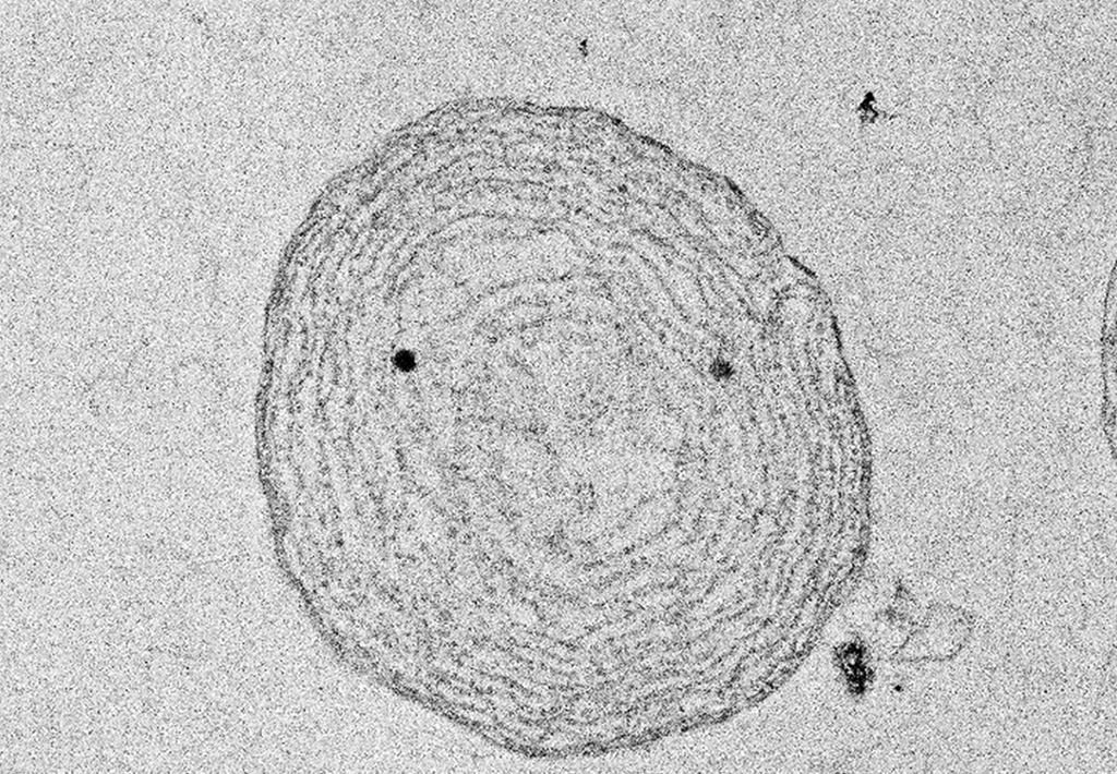 光合成活性を持つ葉緑体を動物細胞に移植することに成功――光合成可能な動物細胞作製の突破口を開く――