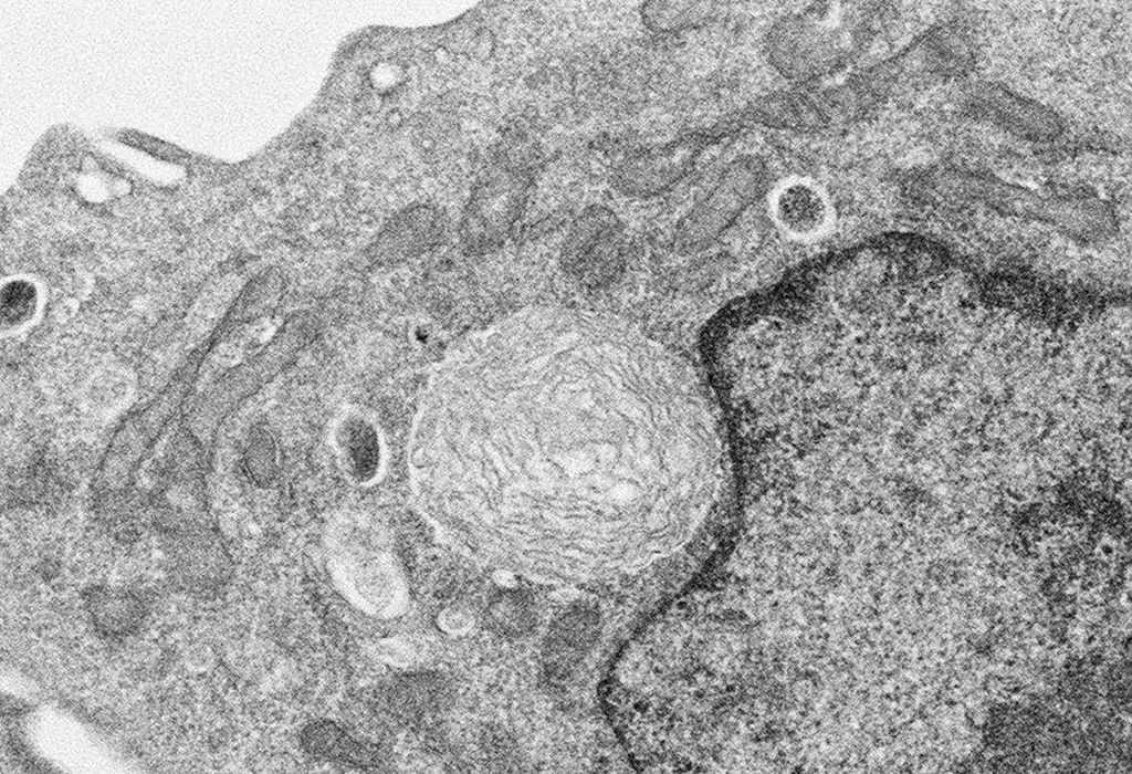 光合成活性を持つ葉緑体を動物細胞に移植することに成功――光合成可能な動物細胞作製の突破口を開く――
