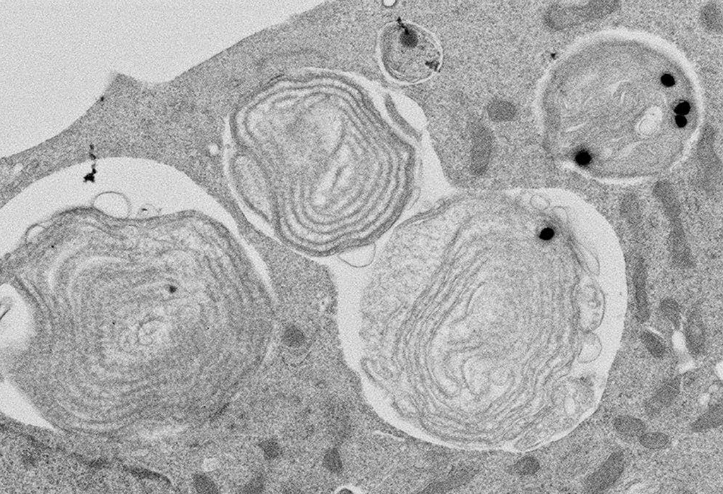 光合成活性を持つ葉緑体を動物細胞に移植することに成功――光合成可能な動物細胞作製の突破口を開く――
