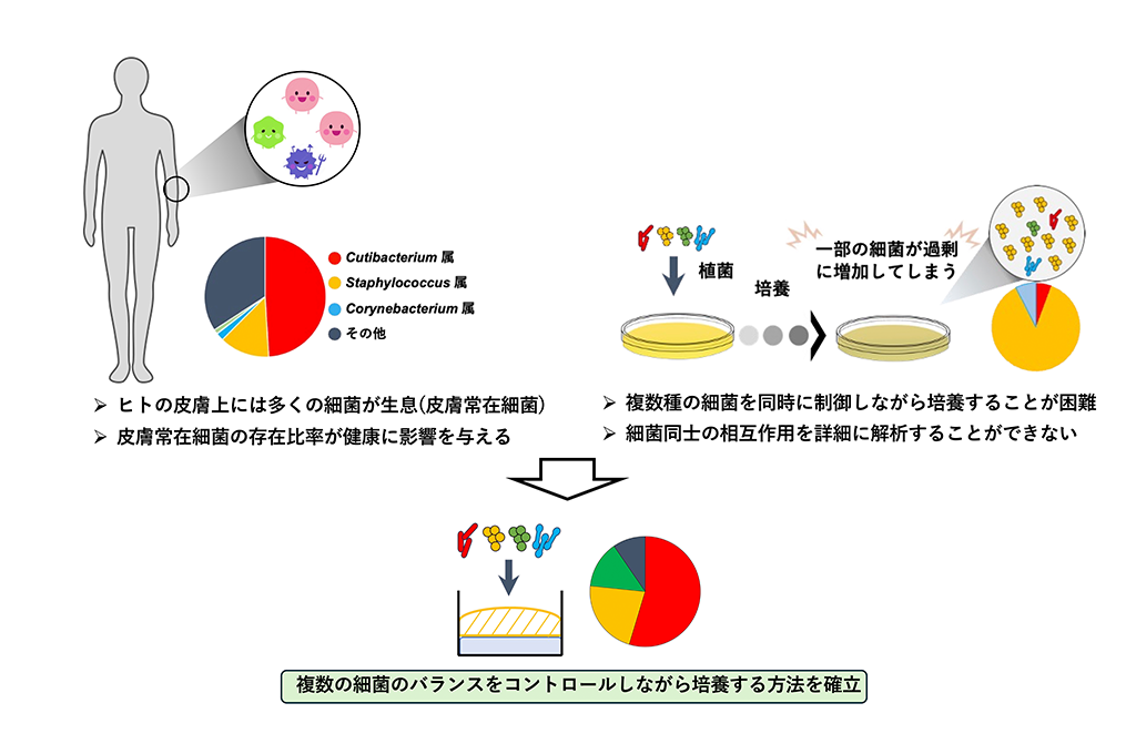 ヒトの皮膚細菌叢を生体外で再現できる新たな培養法の開発に成功~皮膚疾患治療法や肌にやさしい化粧品開発への応用に期待~