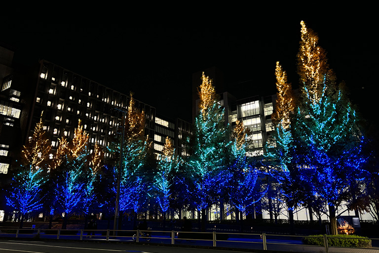 2024年 神楽坂・野田・葛飾キャンパスにイルミネーションが点灯｜東京