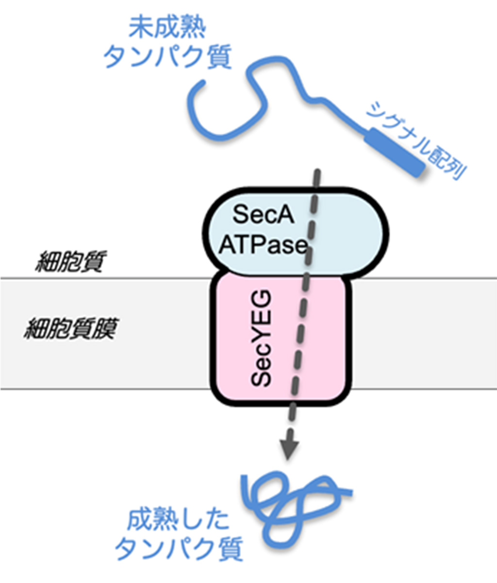 タンパク質分子が細胞膜を通り抜ける過程の可視化に成功
〜ナノスケールの生命活動の動的な分子メカニズムの解明に新たな道拓く〜