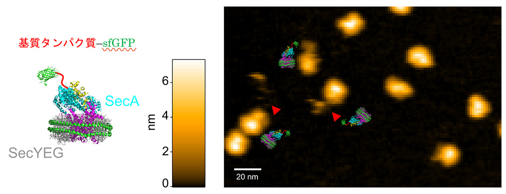 タンパク質分子が細胞膜を通り抜ける過程の可視化に成功
〜ナノスケールの生命活動の動的な分子メカニズムの解明に新たな道拓く〜