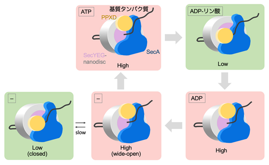 タンパク質分子が細胞膜を通り抜ける過程の可視化に成功
〜ナノスケールの生命活動の動的な分子メカニズムの解明に新たな道拓く〜