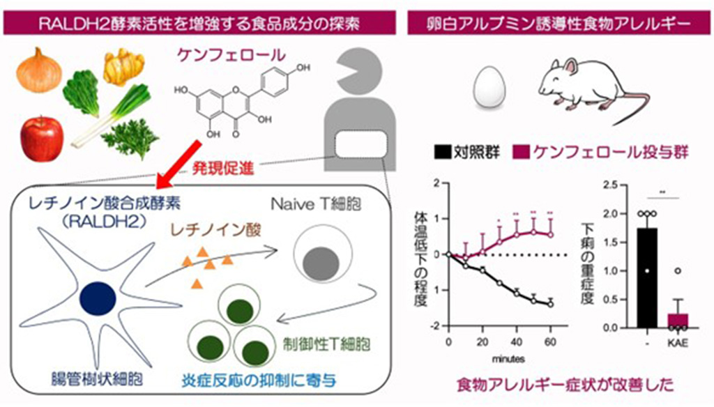 抗炎症免疫応答に寄与するRALDH2の発現を促す食品由来物質を同定~免疫疾患の新たな予防法開発につながる成果~