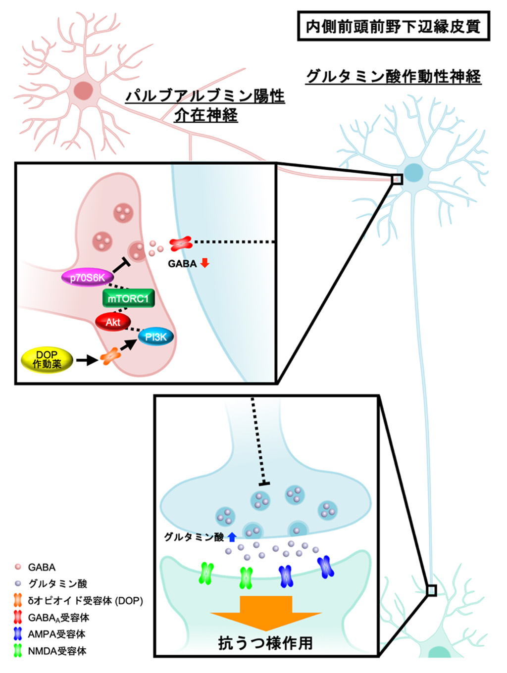 オピオイドδ受容体作動薬の即効性抗うつ作用の機序解明~臨床応用の実現に向け大きく前進~