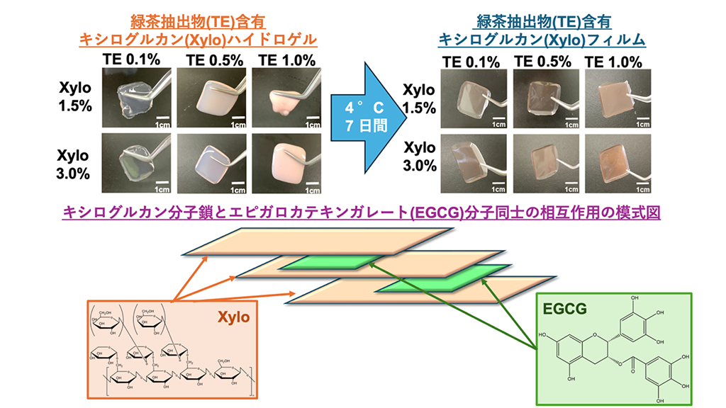 新たな口腔粘膜炎治療薬として有望な茶カテキン含有ゲル剤を開発～使い勝手の良い口腔粘膜炎治療薬の開発に向けて～