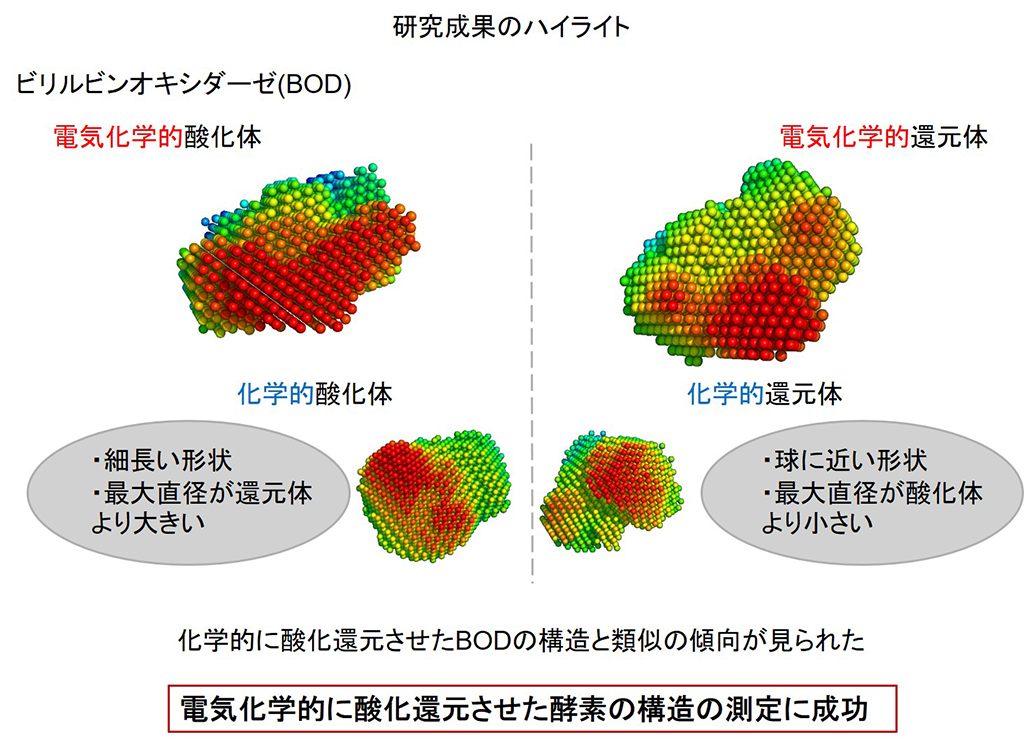 電気化学小角X線散乱法により、酸化還元酵素の酸化体・還元体の構造を解明～生物学的試料における初の試み～